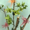 Dendrobium moniliforme tosaense kamai 